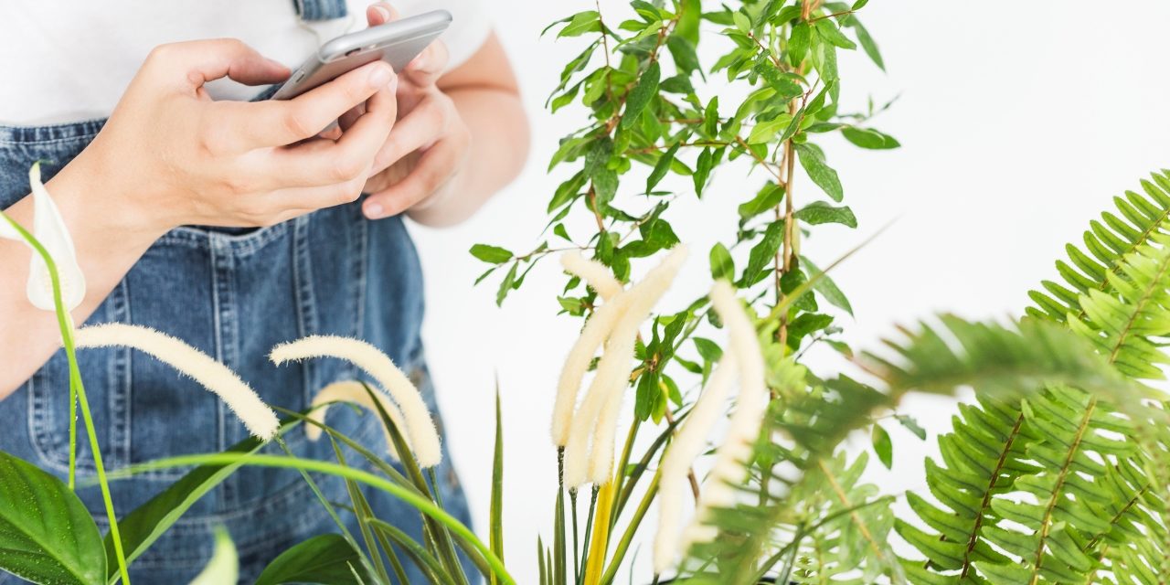 La prévention des maladies des plantes grâce aux capteurs connectés